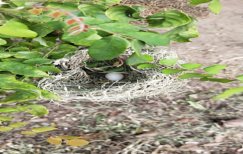 タイ田舎の鳥の巣