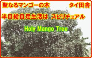 マンゴーの木