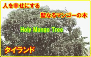 マンゴーの木