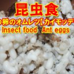 アリの卵