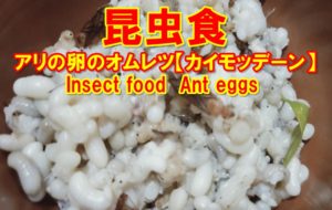 アリの卵